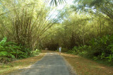 Bamboo Cathedral