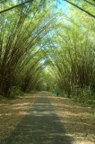 Bamboo Cathedral