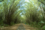 Bamboo Cathedral