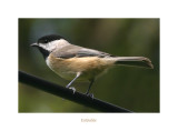 Cautious Chickadee