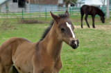 Dun with dorsal stripe and wither stripe