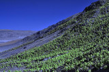 Eastern Sierras