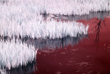 Pond near Willapa Bay, Washington.