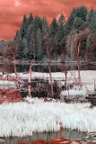Pond near Willapa Bay, Washington.