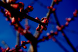 Trees in bloom