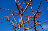 Trees in bloom