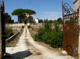 Mediterranean pine