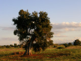 trees of ulivo - Puglia - Italy
