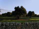 trees of ulivo - Puglia - Italy