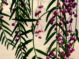 the pepper tree