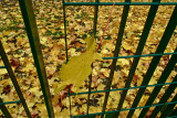 Yellow leaves