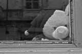 bear at window