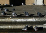 Pigeons