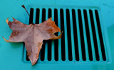 Leaf