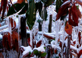 Leaves in the ice