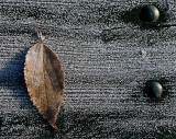Ice Leaf