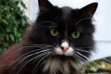Nerino The cat with green eyes