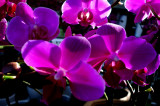 Orchids