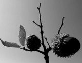 Acorns