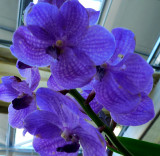 Blue Orchids