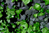 Ivy Green