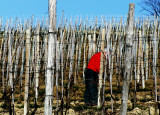 working between the vines