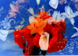 flowers  collage