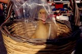 Plastic duck