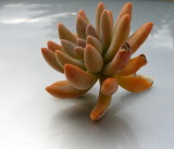 Plant fat