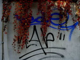 Graffiti in autumn