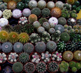 Succulent plant