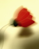 Red flower