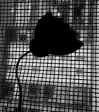Shadow poppy