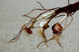 Whitish bulbs
