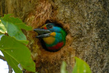 May 5  Getting a bit too big for the nest...