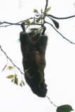 Mar 25  Arboreal acrobatics