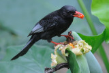 May 21 Black Bulbul