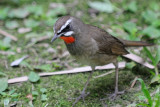 May 25  Siberian Rubythroat