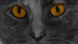 Nov 21  The Hunter