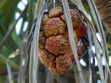 Pandanus spiralis or Screw Palm