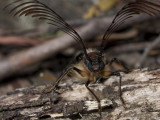 Impressive Antennae
