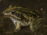 Striped Burrowing Frog Cyclorana alboguttata