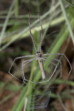 Net Casting Spider, Deinopidae, Deinopis subrufa