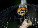 Dragonfly5195.jpg