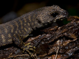 Prickly Forest Skink, Gnypetoscincus queanslandiae