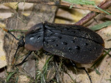 Ptomaphila lacrymosa