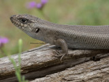 Liopholis modesta
