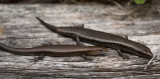 Delicate grass skink and Metallic skink