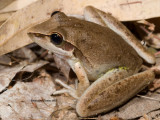 Wotjulum Frog, Litoria wotjulumensis