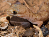 Tessellated Gecko, Diplodactylus tesselatus